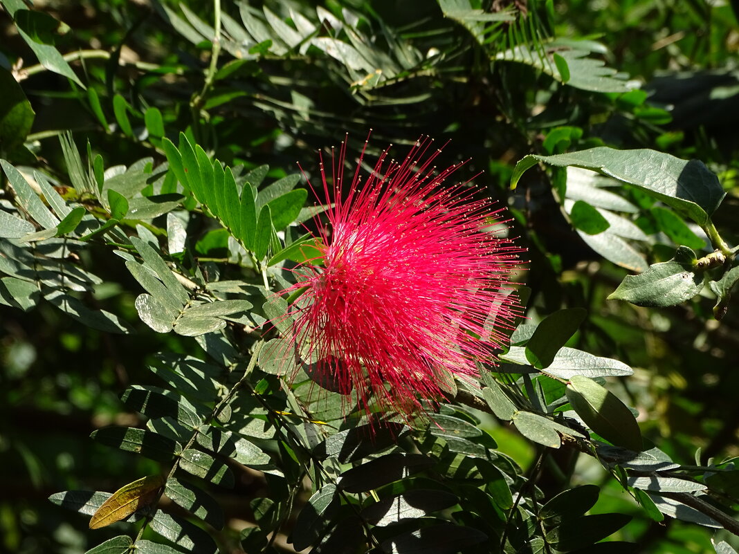 Каллиандра - Павел Трунцев