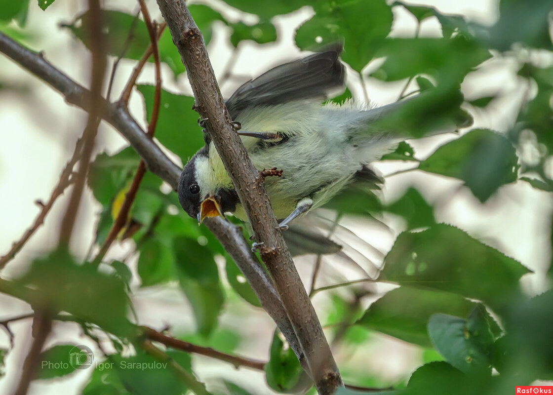 Эй, внизу, дайте поесть! - Игорь Сарапулов Эй, внизу, дайте поесть! - Игорь Сарапулов