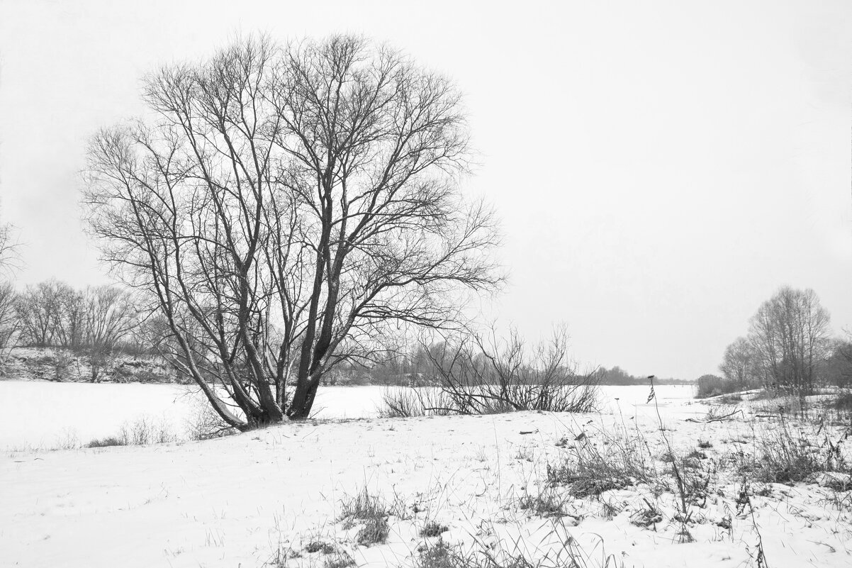 Зима в чёрно-белых тонах... - Елена Пономарева