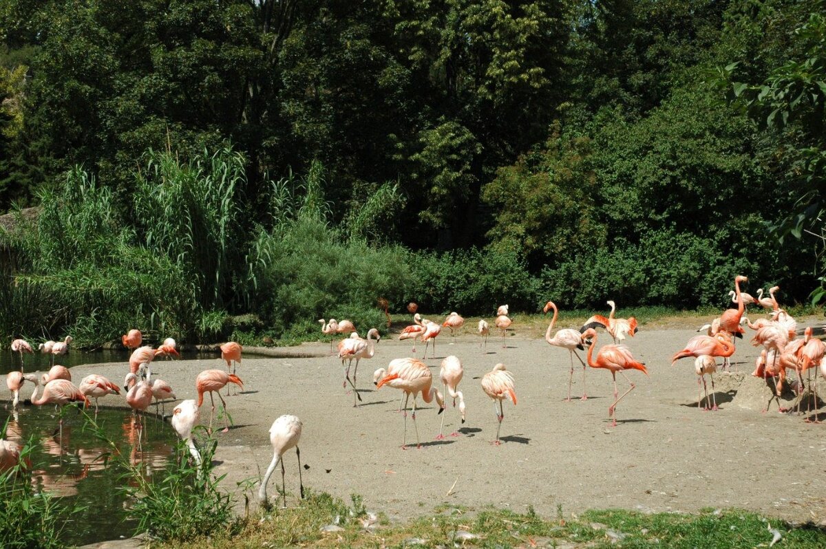 Фламинго - Alexandra Sakharova