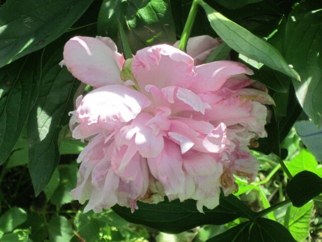 Нежный цвет - Дмитрий Никитин Нежный цвет - Дмитрий Никитин