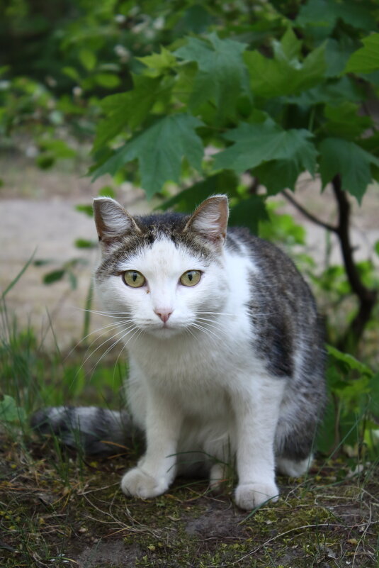 ... - Александр Кольцов