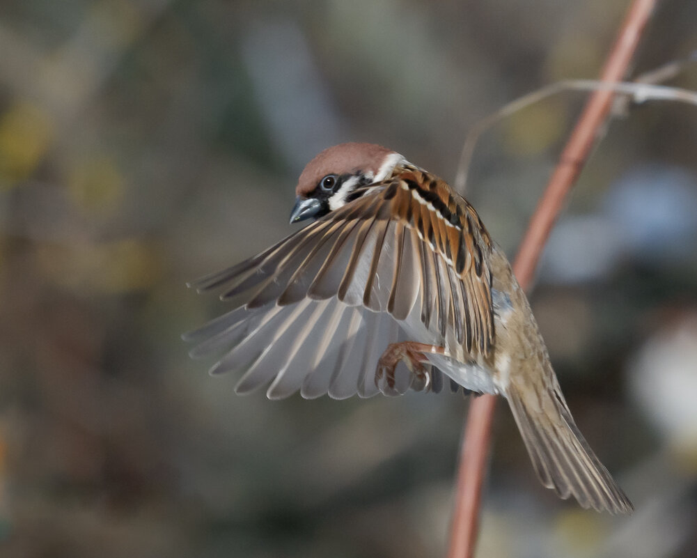 Перед посадкой - Александр Перед посадкой - Александр