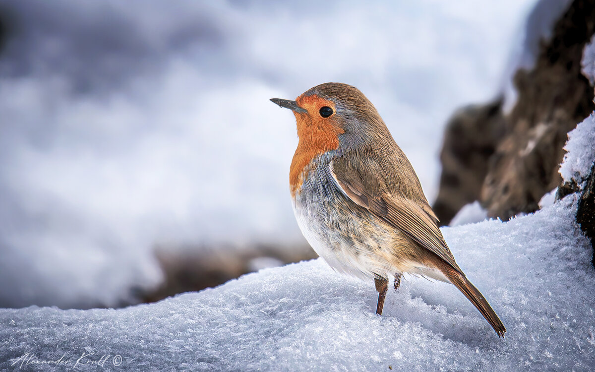 Зима, однако... - Александр К. Зима, однако... - Александр К.