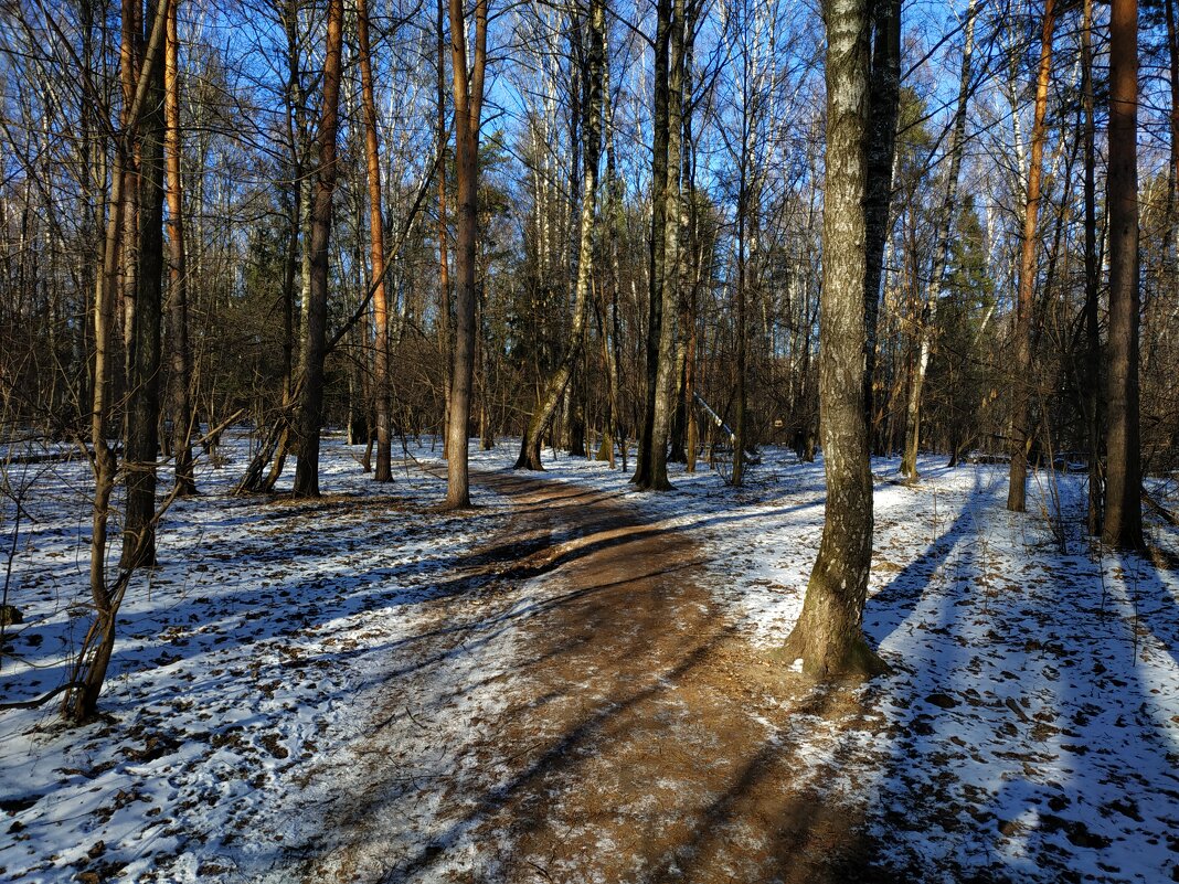 Несостоявшаяся зима в Лосином острове - Андрей Лукьянов Несостоявшаяся зима в Лосином острове - Андрей Лукьянов