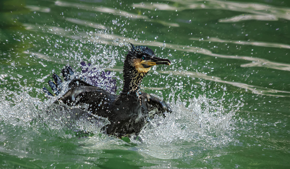 Баклан - SanSan 