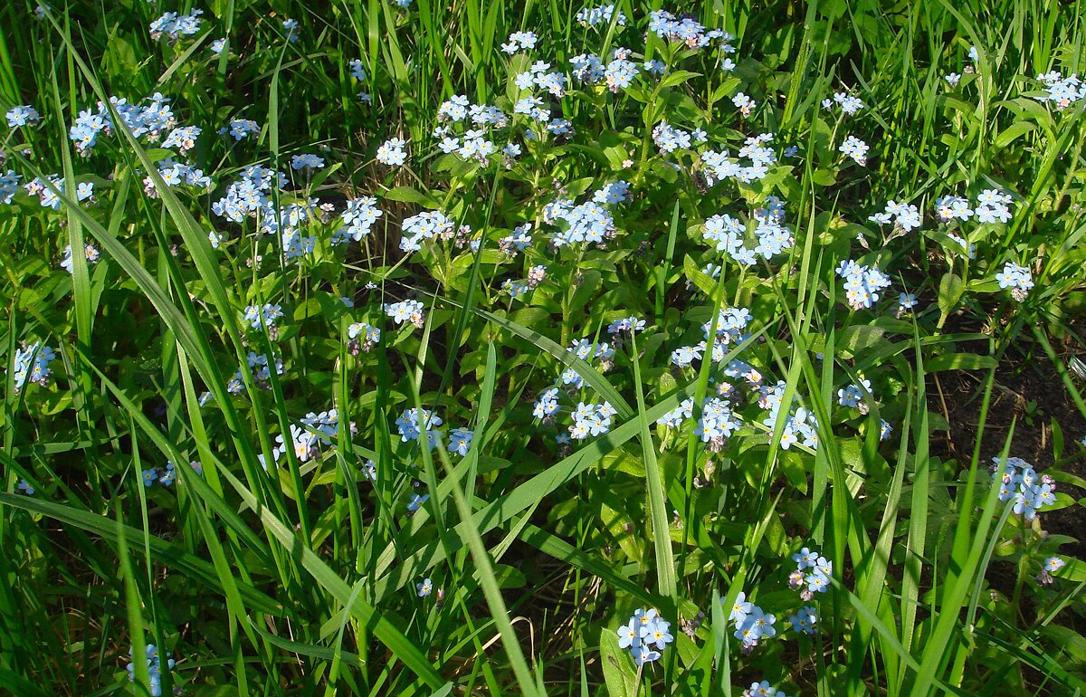 ***незабудковое море*** - Olga Oskolkova