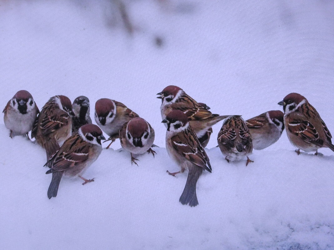 Ждут угощения - Людмила Смородинская Ждут угощения - Людмила Смородинская
