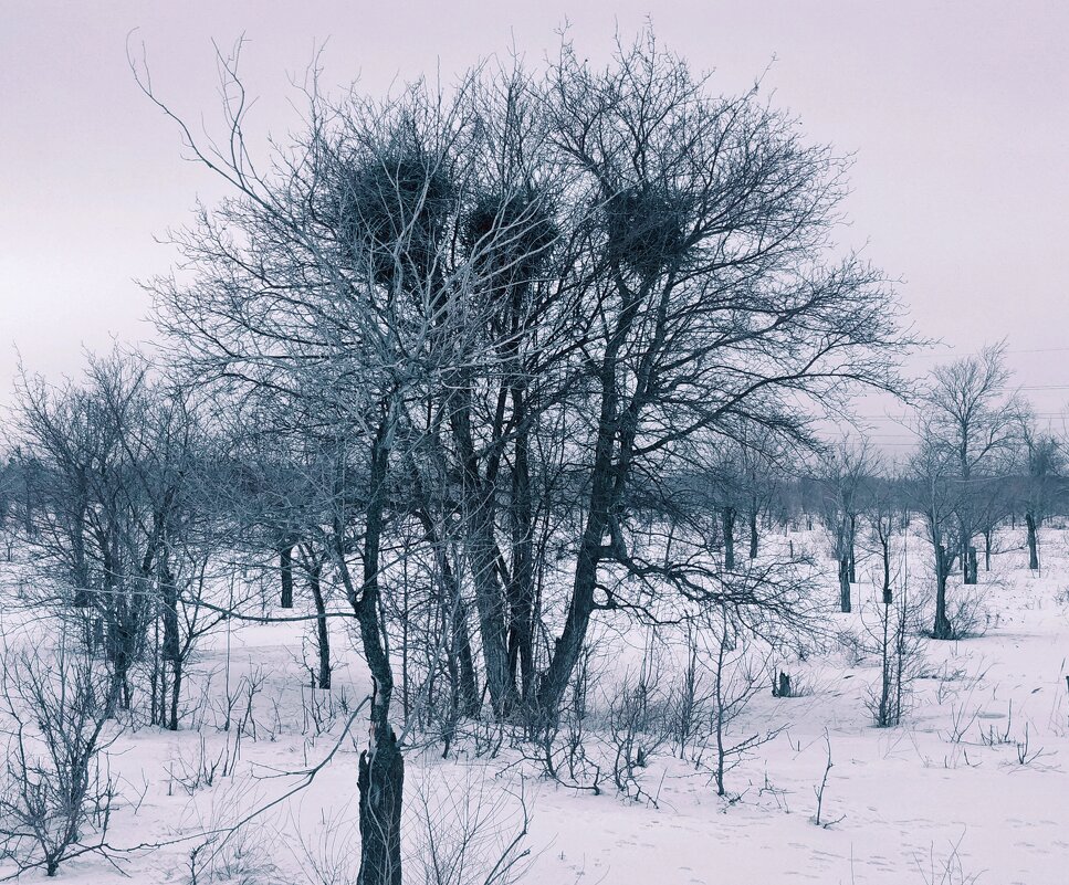 Три гнезда. - Андрей Хлопонин Три гнезда. - Андрей Хлопонин