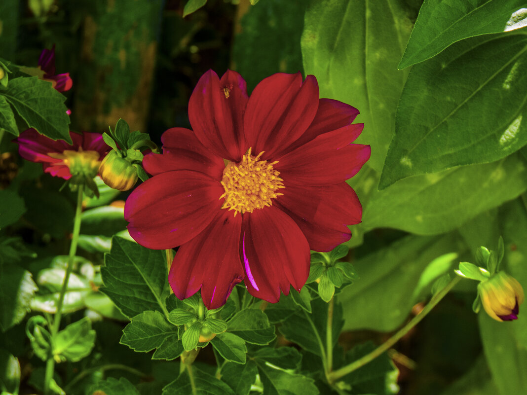 Красная георгина - Валентин Семчишин Красная георгина - Валентин Семчишин