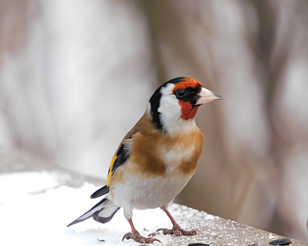 Щегол - Лина 