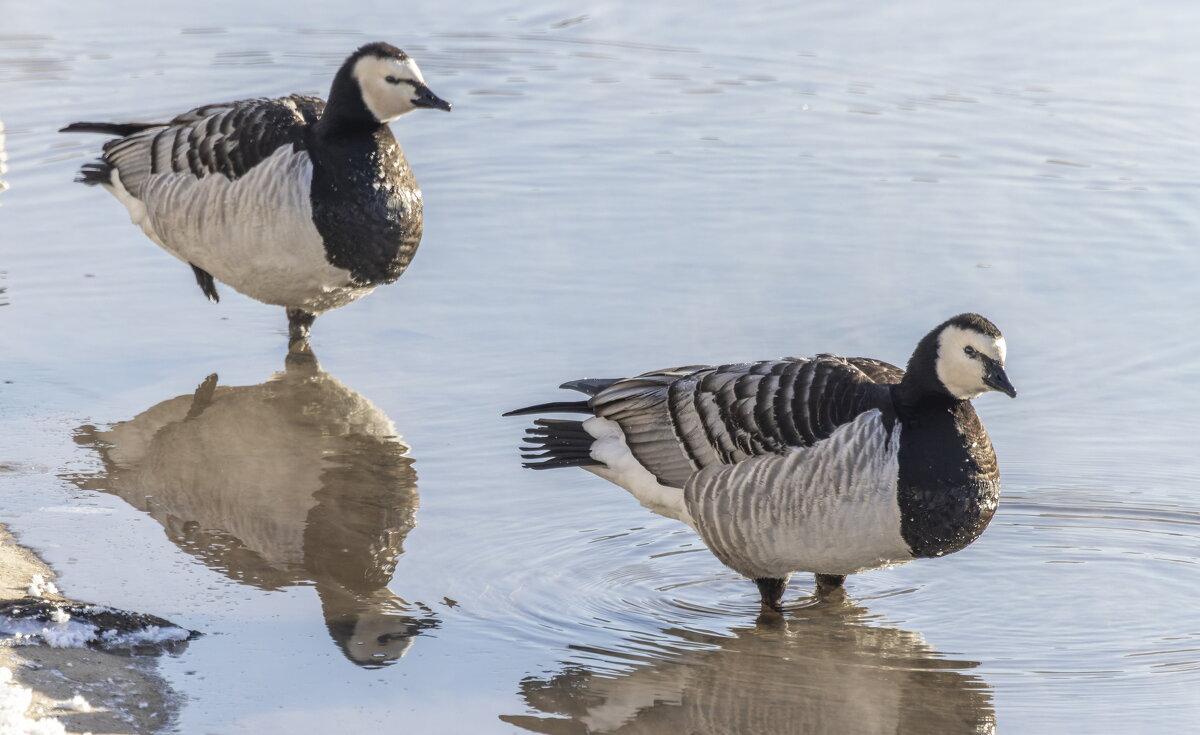 казарка - юрий макаров