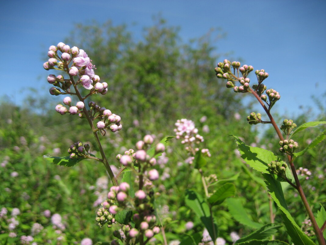 Спирея - Anna Ivanova