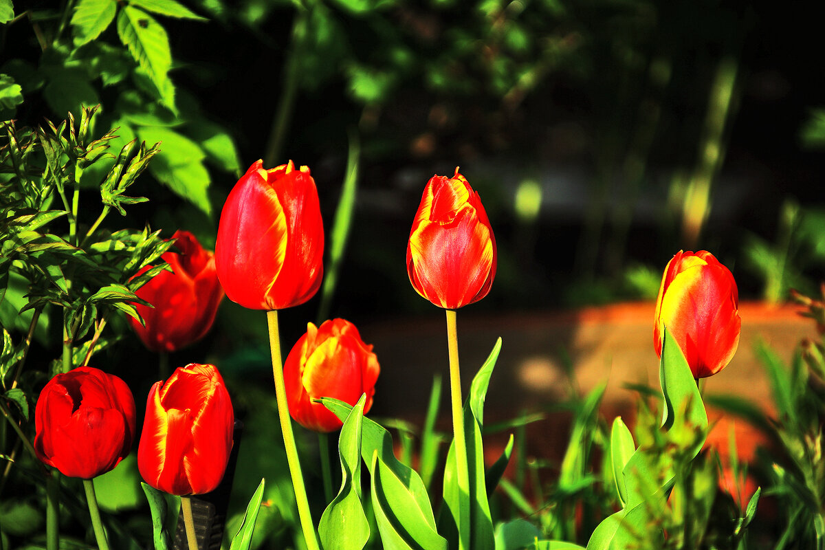 Группа в тюльпанных нарядах - Юрий Гайворонскiий Группа в тюльпанных нарядах - Юрий Гайворонскiий