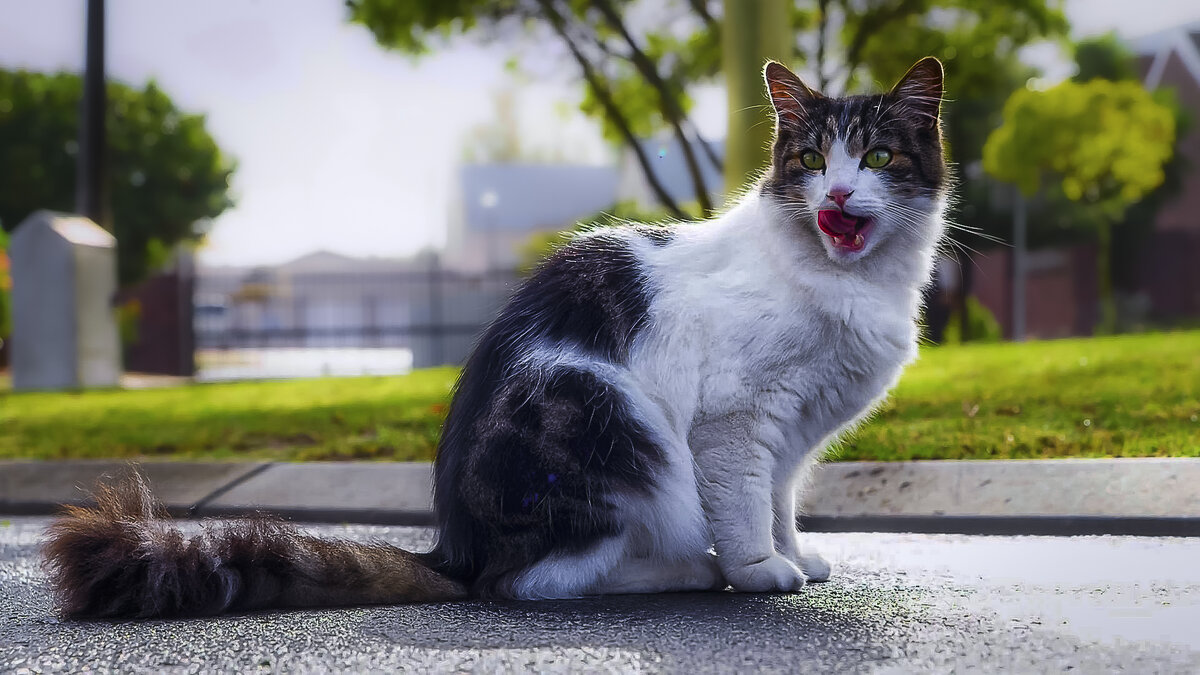 *** - Aleksey Afonin