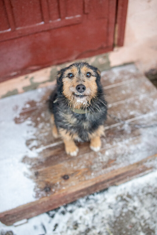Рекс.Улыбака - Александр Леонов Рекс.Улыбака - Александр Леонов