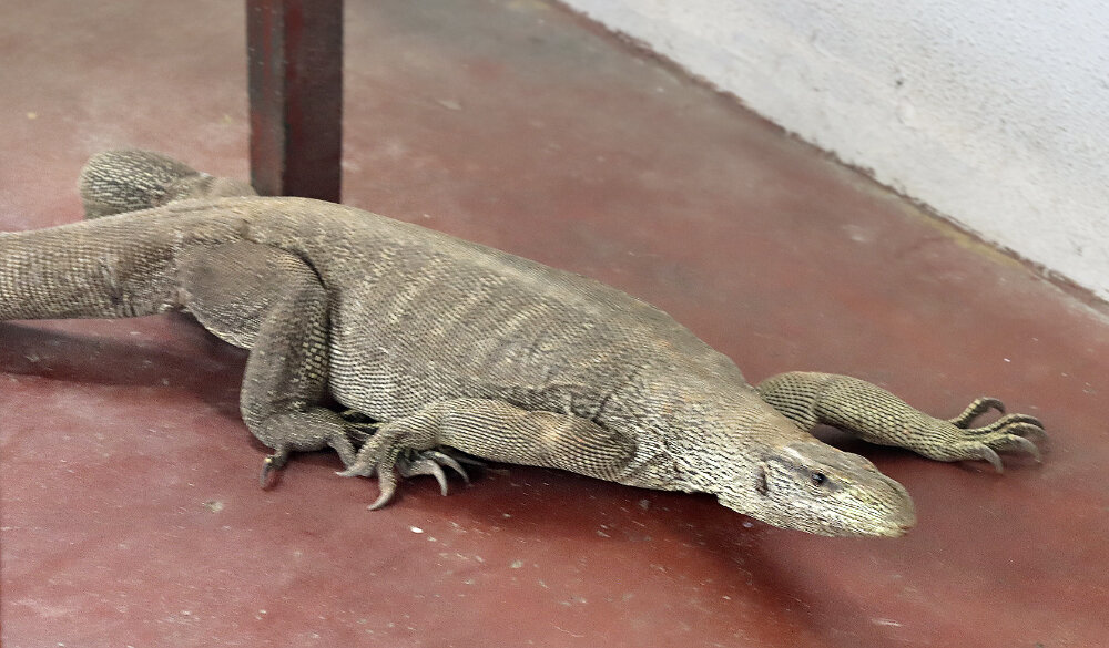 Бежит, торопится куда-то... - Галина Ильясова Бежит, торопится куда-то... - Галина Ильясова