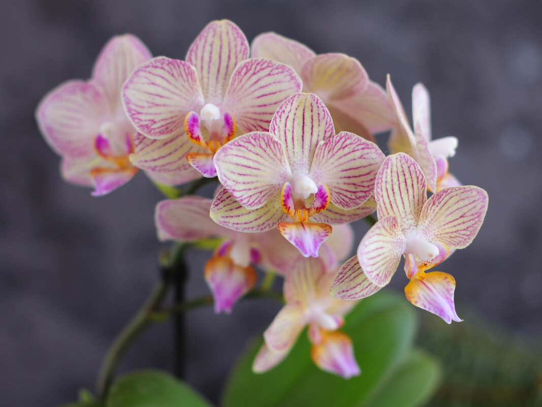 Орхидейка мини - Irene Irene Орхидейка мини - Irene Irene