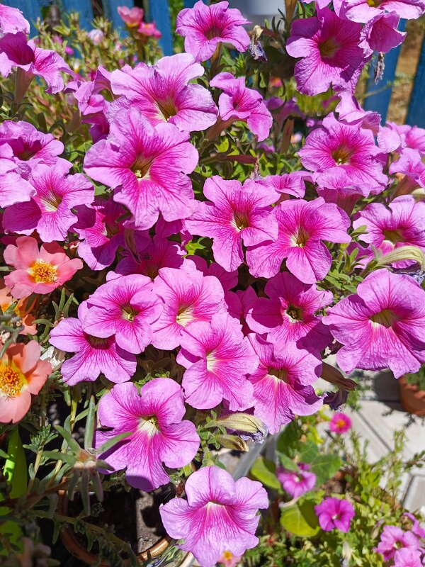 Петунии улыбаются - Татьяна Пальчикова Петунии улыбаются - Татьяна Пальчикова