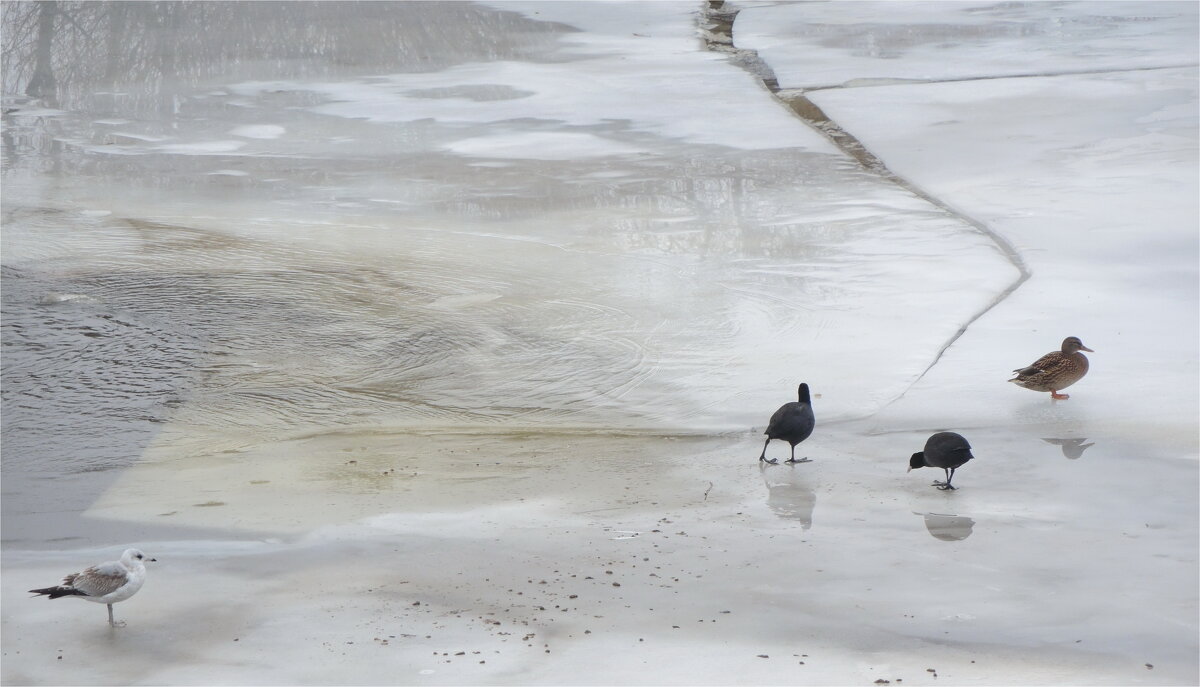 Прощай, февральский холодок!-Трещит под лапками ледок. - sv.kaschuk 