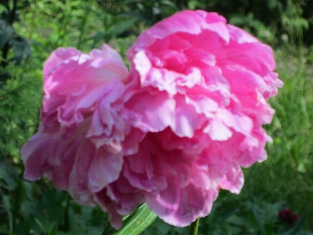 Красавец - Дмитрий Никитин