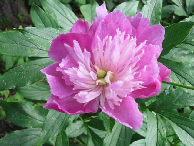 Пион - Дмитрий Никитин Пион - Дмитрий Никитин