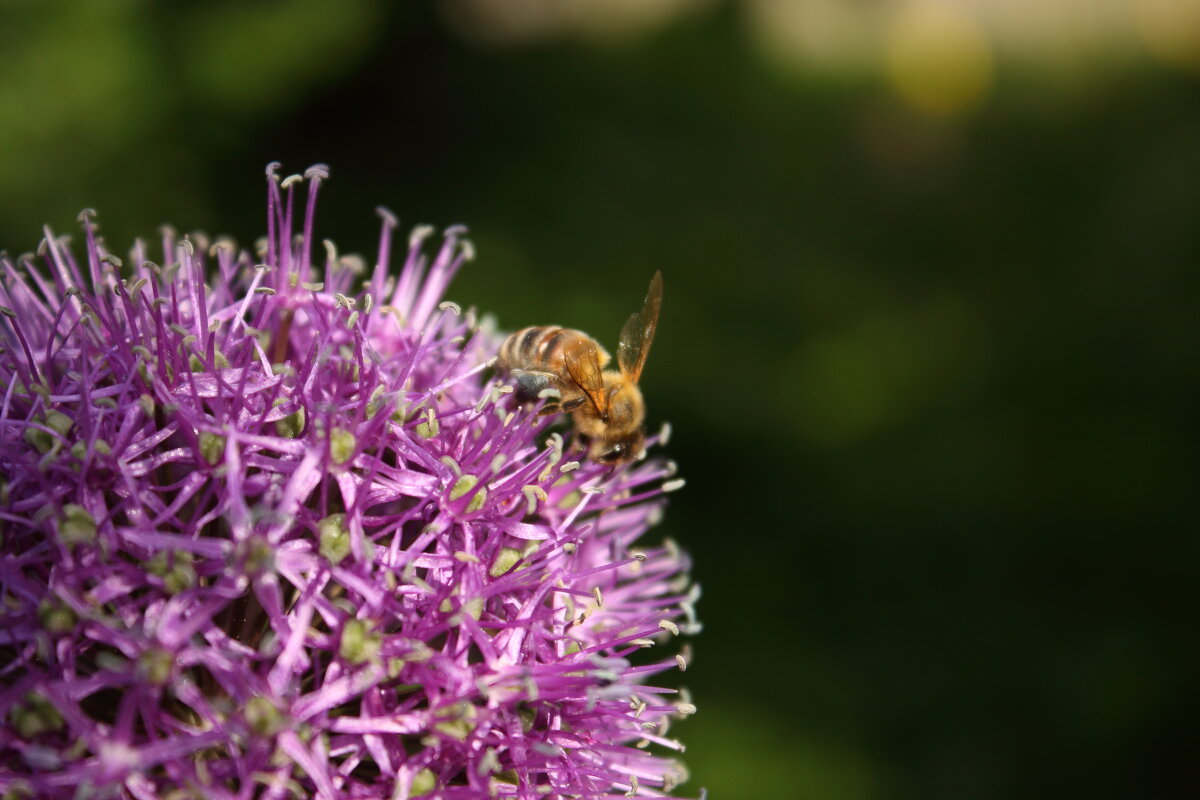 пчела на цветущем луке - Александр Кольцов пчела на цветущем луке - Александр Кольцов