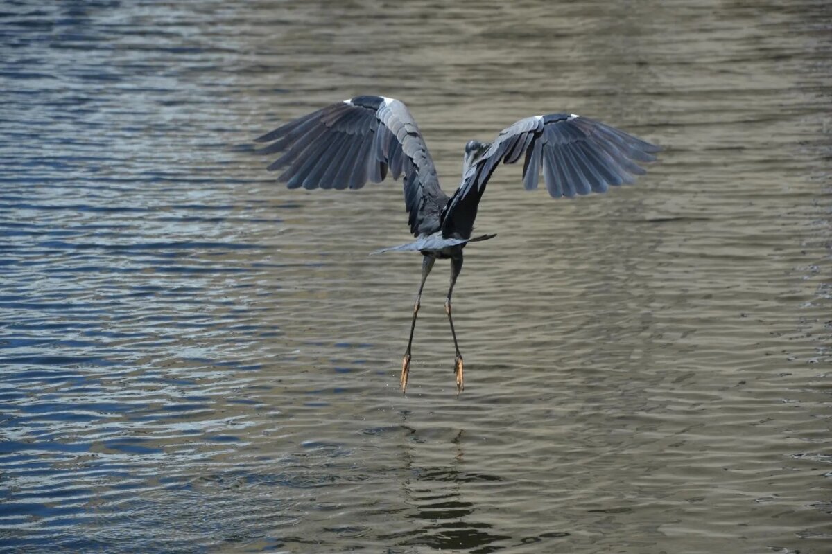 Балет, балет, балет - Надежда 