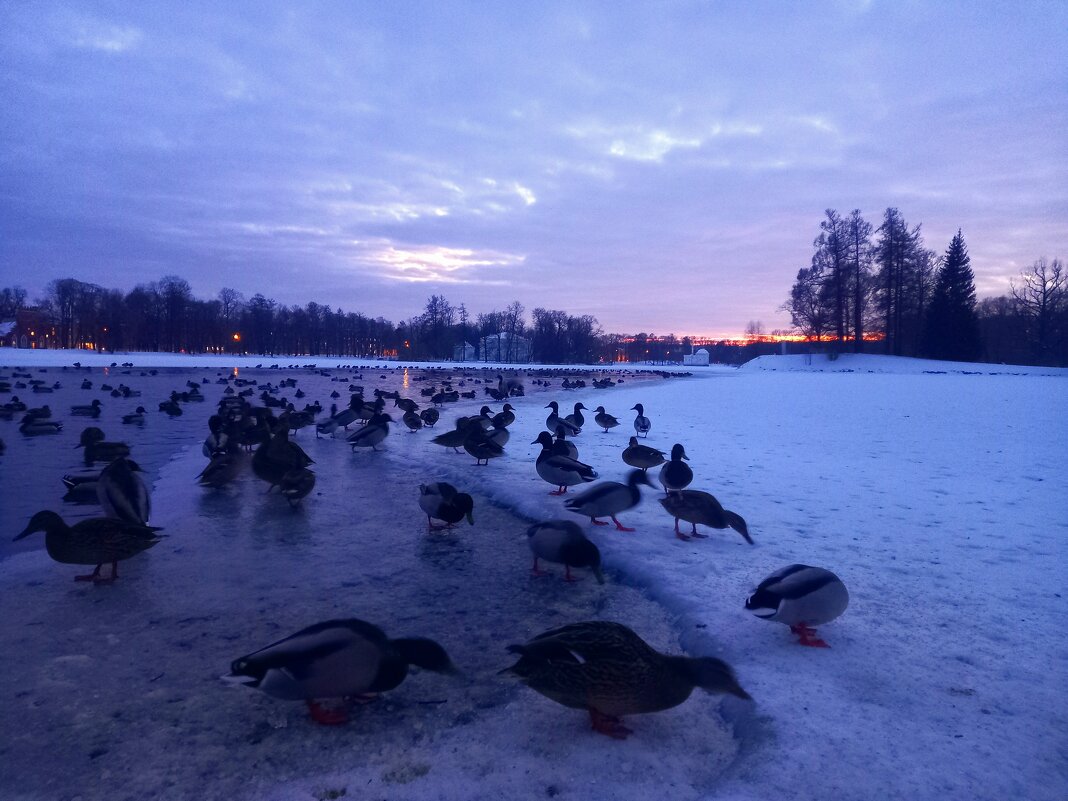 Утки - Сапсан 