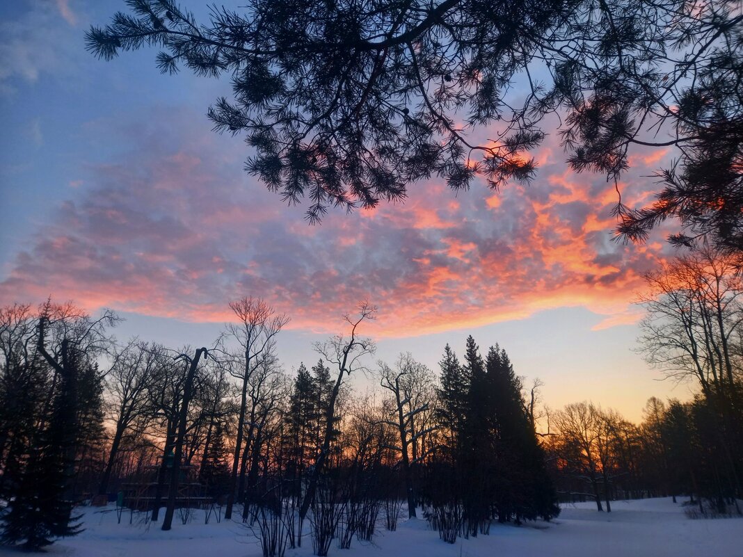 Рассвет - Сапсан 