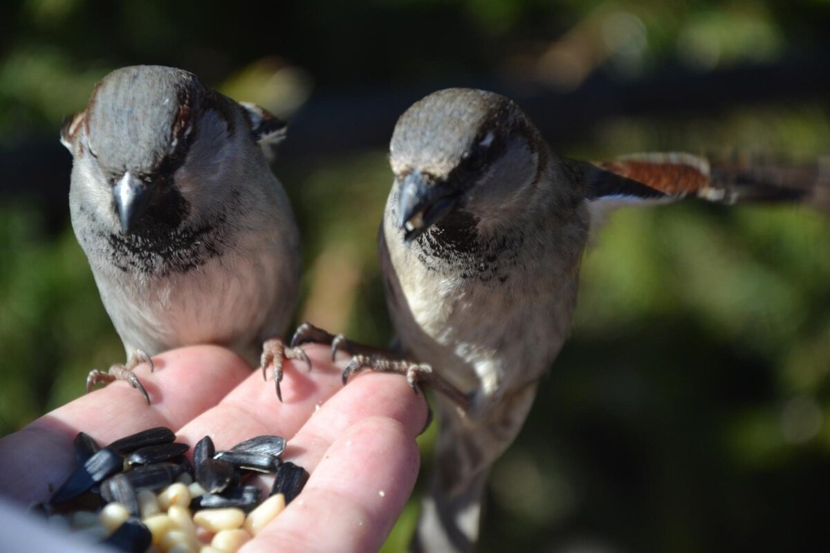 "Двое из ларца" - Надежда 
