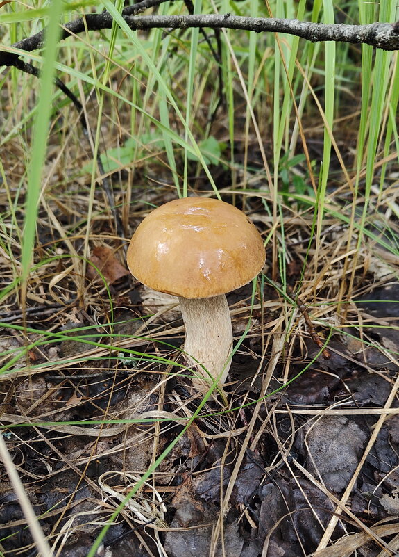 Белый гриб - Валерий Судачок