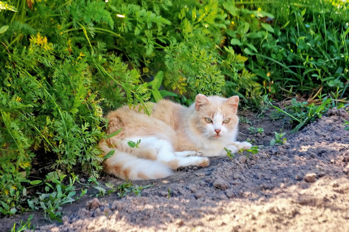 Кошка на грядке - быть урожаю! - Валерий Судачок Кошка на грядке - быть урожаю! - Валерий Судачок