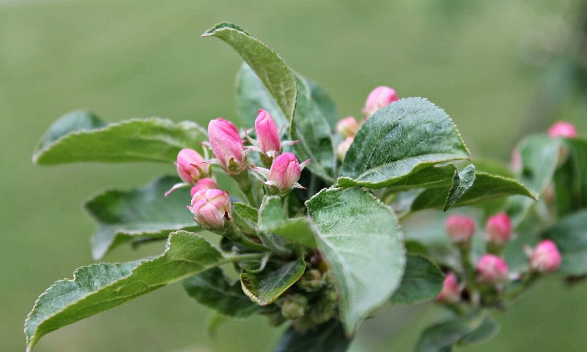весна - марта Камушкина весна - марта Камушкина