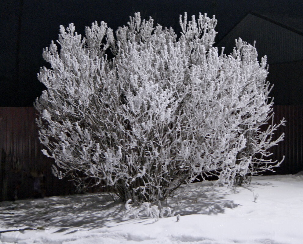 В свете ночного фонаря. - сергей ермошкин В свете ночного фонаря. - сергей ермошкин