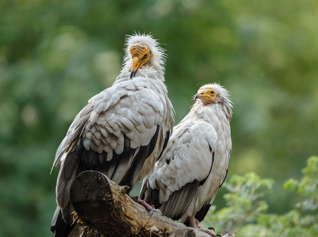 Египетский стервятник - SanSan 