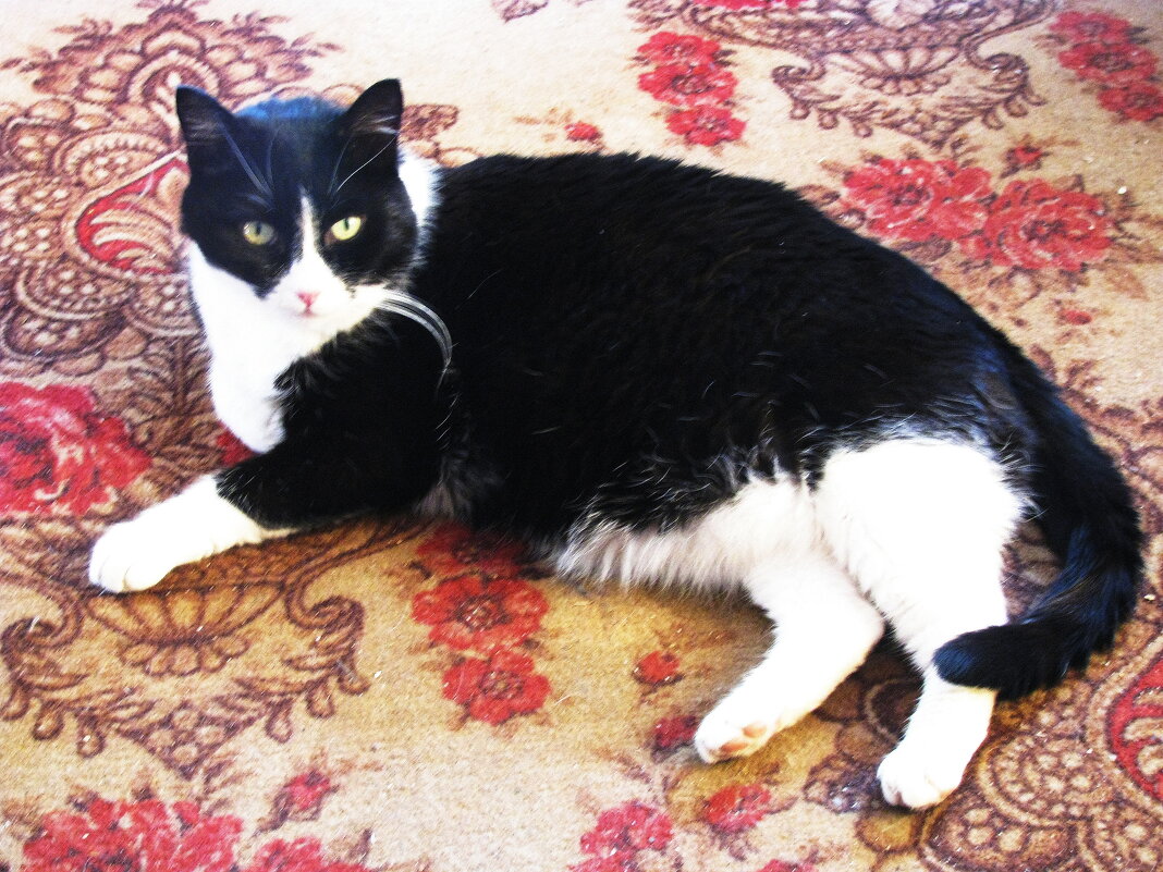 Стало жарко на окне - Людмила Смородинская