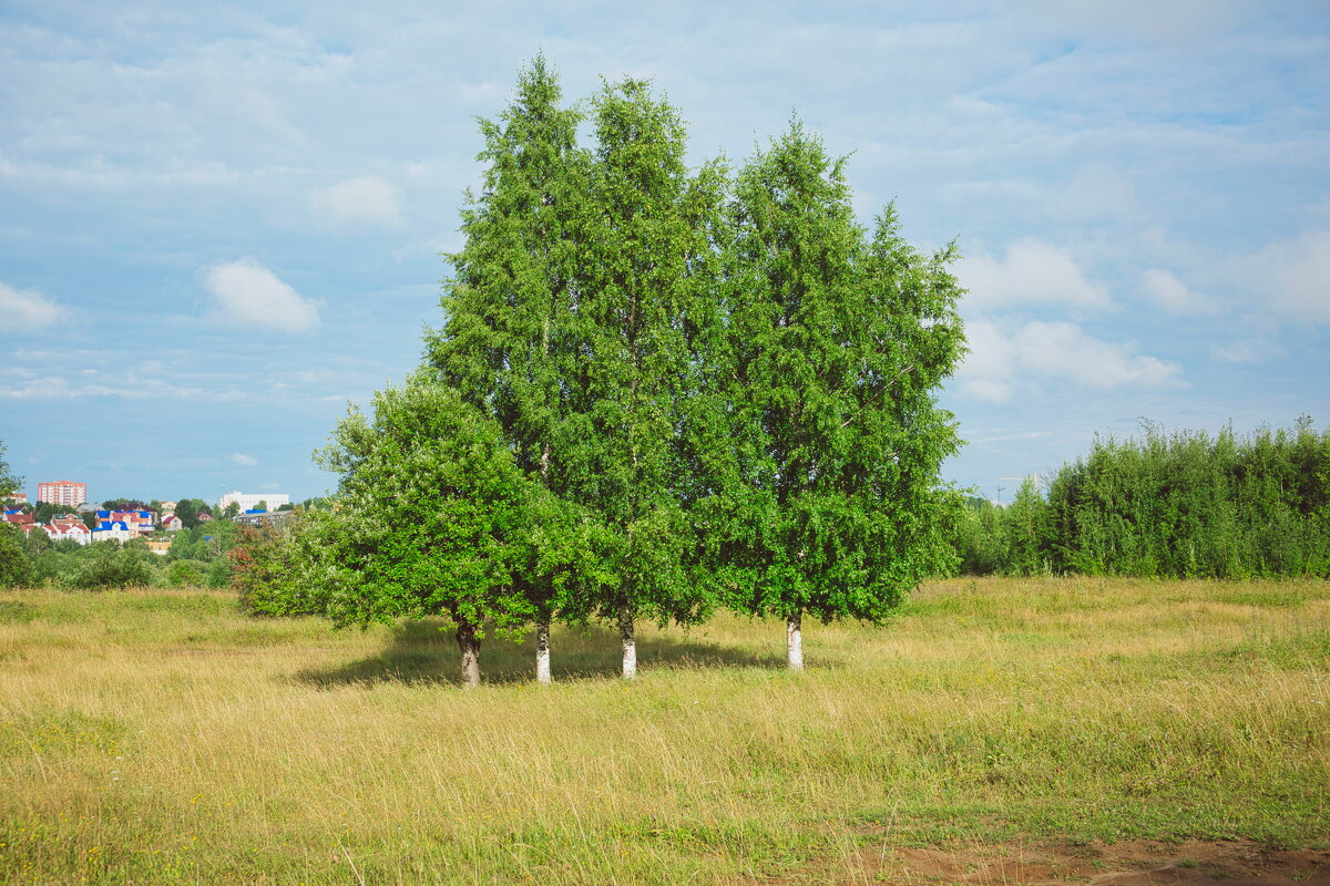 Название отсутствует - Денис Безногов Название отсутствует - Денис Безногов