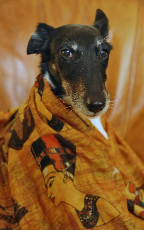 Нефертитя... )) - Владимир Хиль