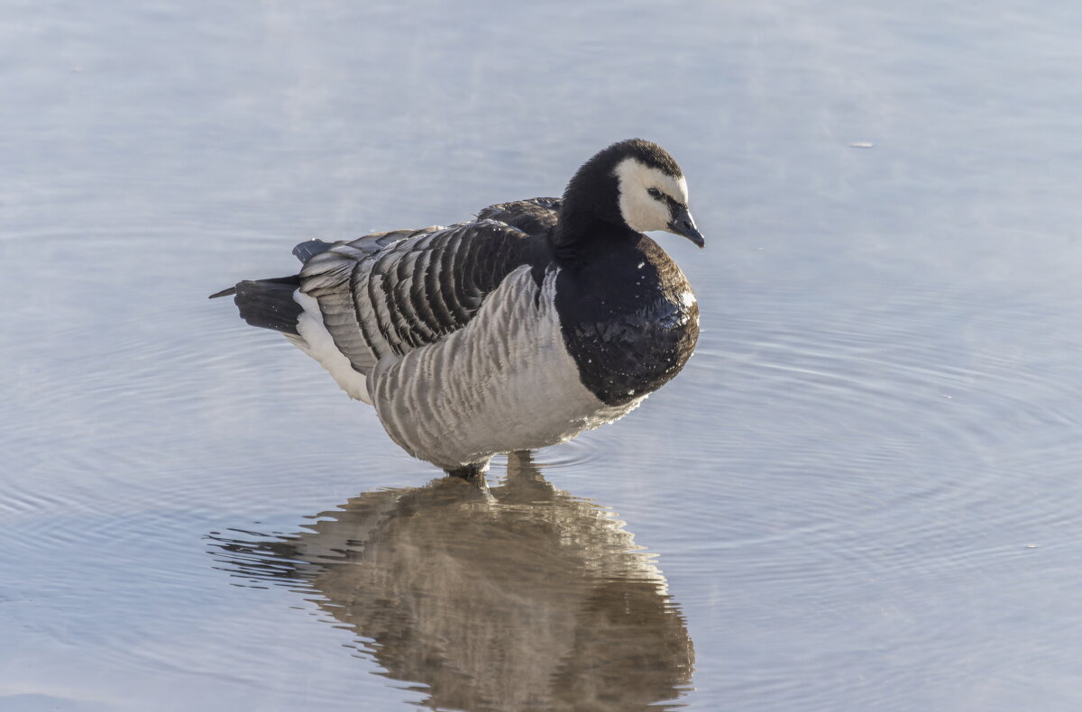 казарка - юрий макаров