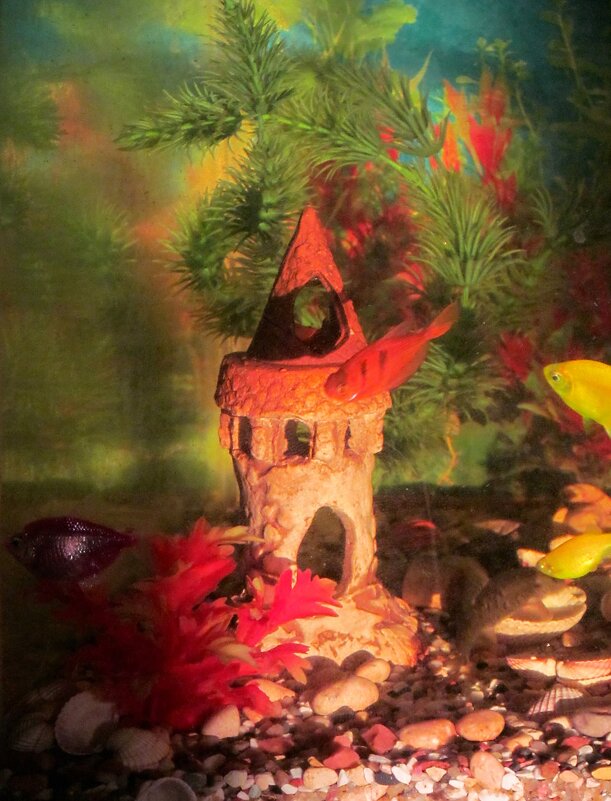 Аквариум - Роман Савоцкий