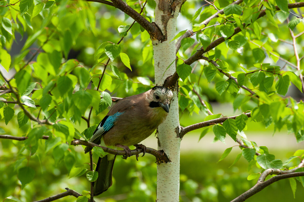 Сойка - Игорь Сикорский