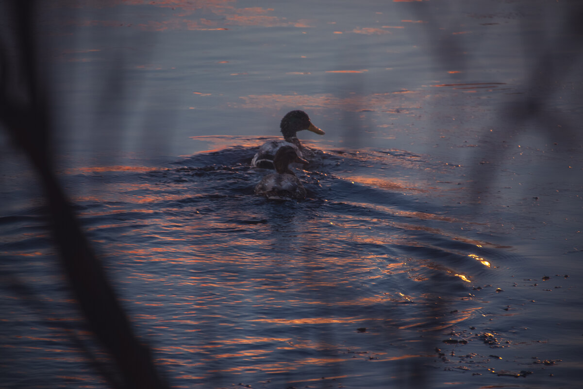 Кря-кря - Sergei Vikulov