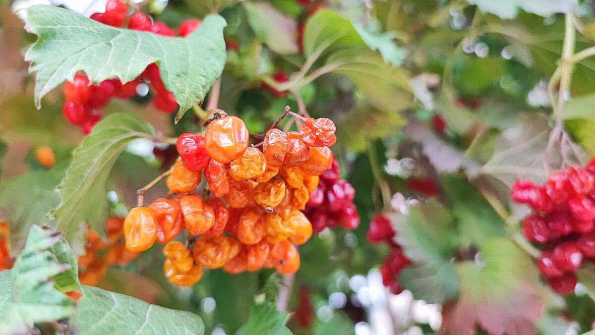 ,,, - Сергей Тимоновский