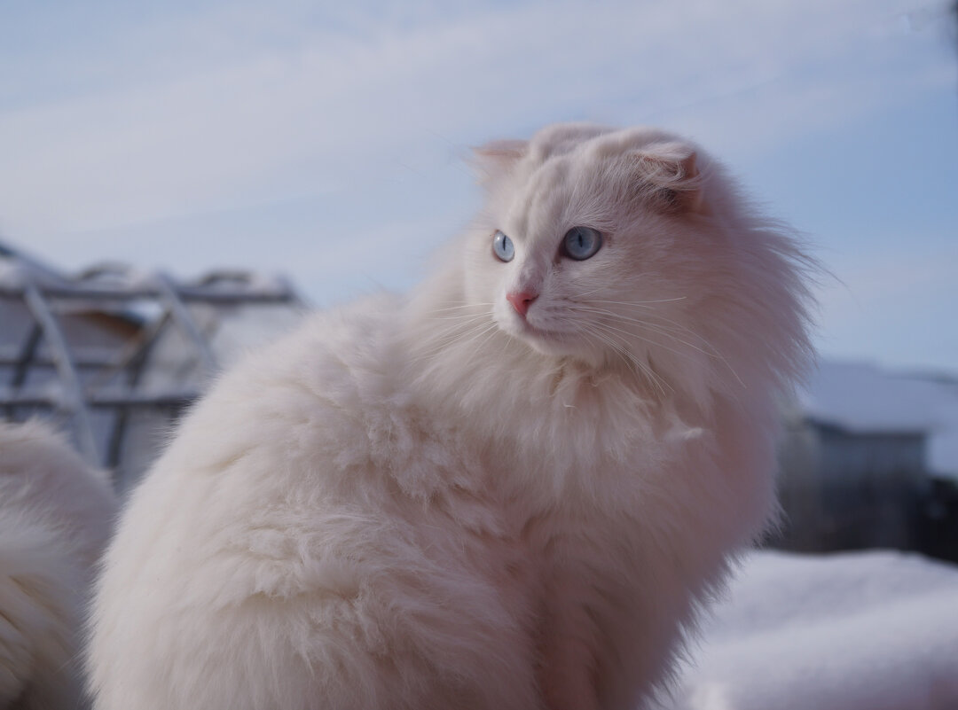 Ася - Сергей Ц