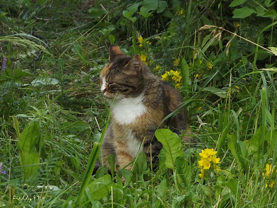 Сон... - Freddy 97