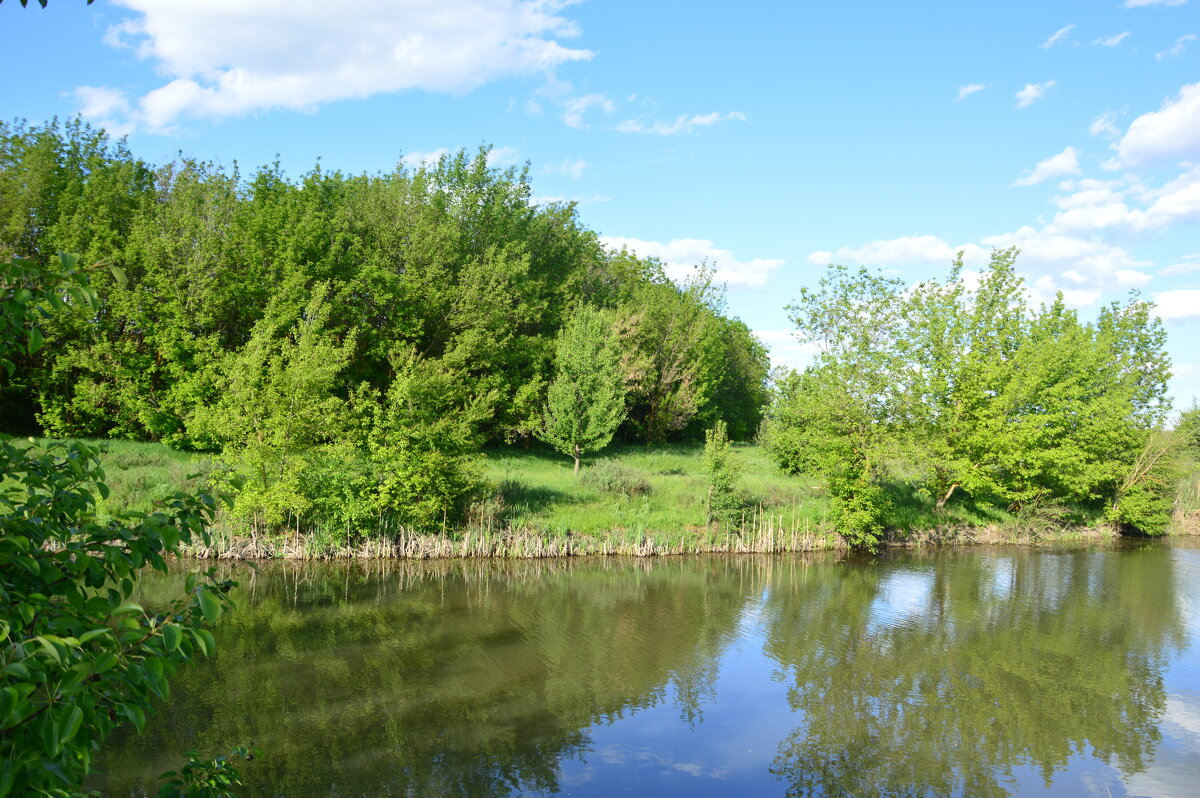 Местная река. - Виктор 