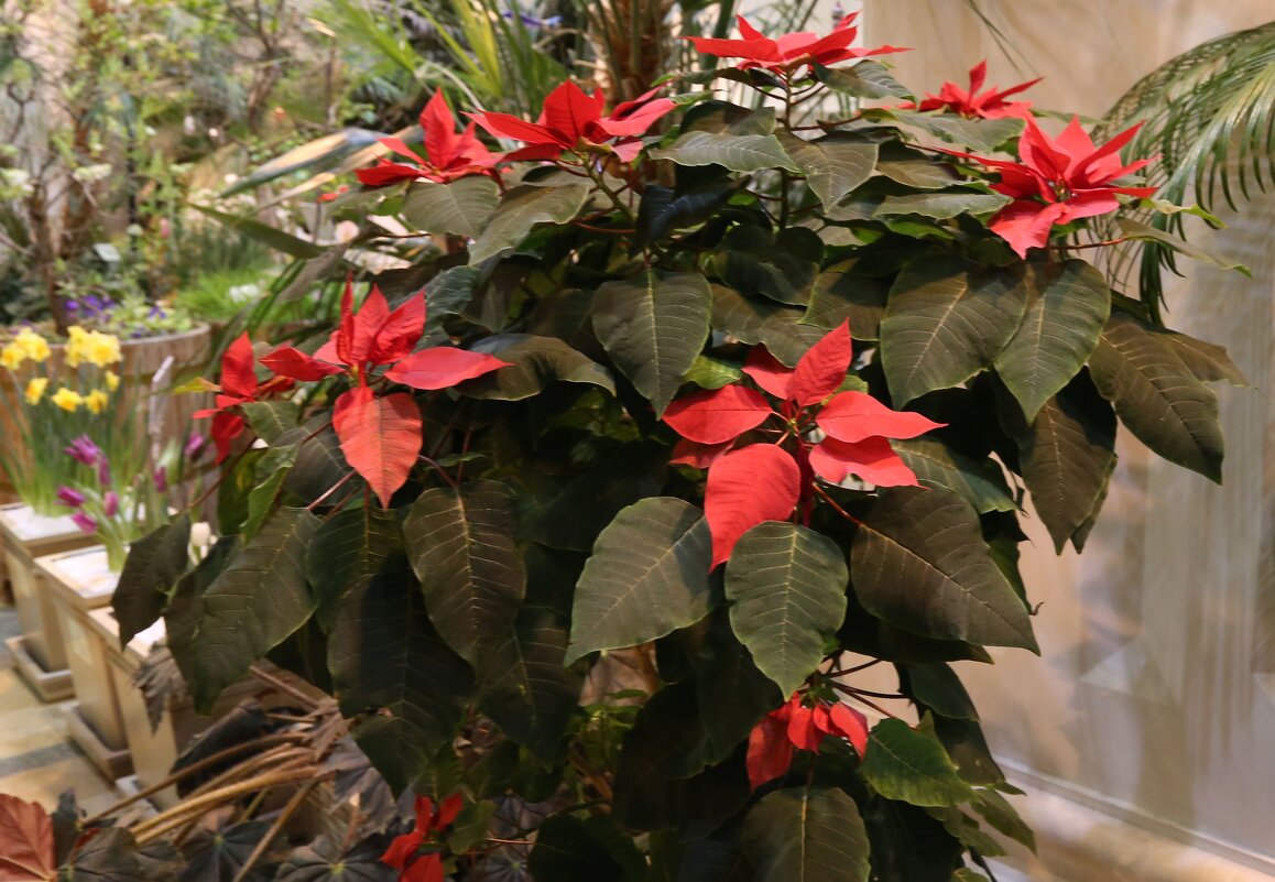 Цветение в январе - ZNatasha - Цветение в январе - ZNatasha -