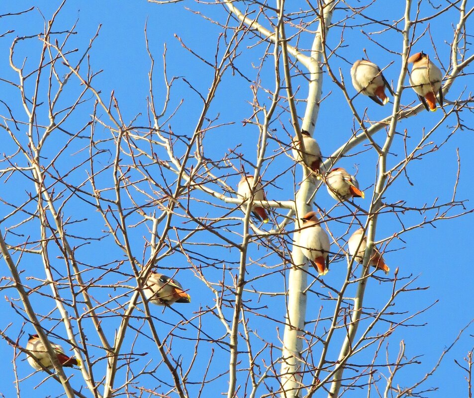Стайка свиристелей - Андрей Снегерёв