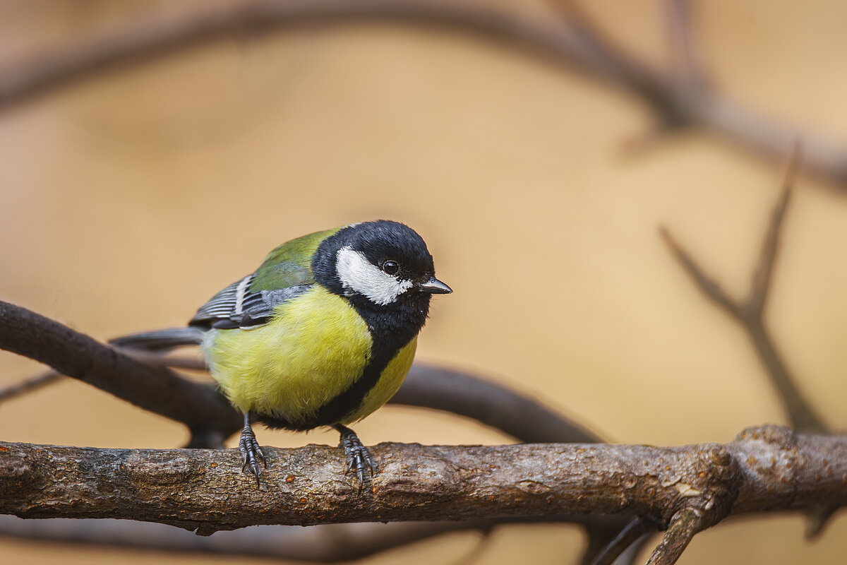 Синица - Alex Bush Синица - Alex Bush